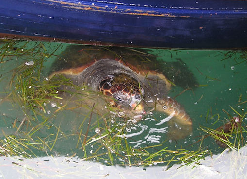Caretta_caretta.JPG