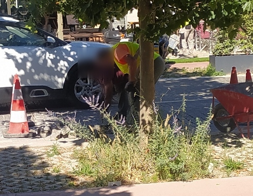 dimo1.jpg