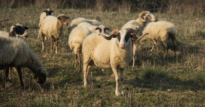 Παρέμβαση Περιφέρειας Πελοποννήσου – Στο ανώτατο επίπεδο η αποζημίωση για ζωοτροφές στους κτηνοτρόφους της Κορινθίας