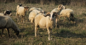 Παρέμβαση Περιφέρειας Πελοποννήσου – Στο ανώτατο επίπεδο η αποζημίωση για ζωοτροφές στους κτηνοτρόφους της Κορινθίας