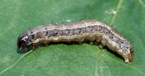 Spodoptera frugiperda: Επιβεβαίωση εμφάνισης στη Λακωνία