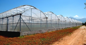 Λακωνία: Υποβολή προτάσεων στην Παρέμβαση Π3-73-2.9 «Επενδύσεις για τον εκσυγχρονισμό και την κατασκευή θερμοκηπίων και προσπελάσιμων στεγάστρων φυτικής παραγωγής»
