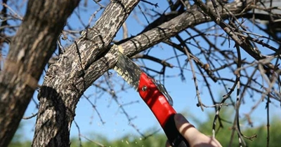 Έκκληση του Δήμου Ευρώτα για κλάδεμα δέντρων που εμποδίζουν την κυκλοφορία και την ορατότητα