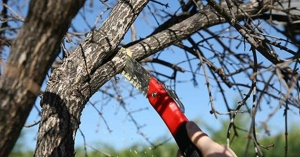 Έκκληση του Δήμου Ευρώτα για κλάδεμα δέντρων που εμποδίζουν την κυκλοφορία και την ορατότητα
