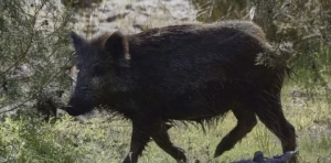 Νεκρός 24χρονος σε τροχαίο με αγριόχοιρο στην Ε.Ο. Γυθείου-Αρεόπολης