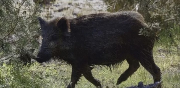 Νεκρός 24χρονος σε τροχαίο με αγριόχοιρο στην Ε.Ο. Γυθείου-Αρεόπολης