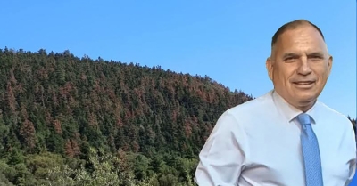 Ν. Κρητικός: Αναφορά υπόψη Υπουργού Περιβάλλοντος για την ανησυχητική ξήρανση ελάτων στον Ταΰγετο-Πάρνωνα