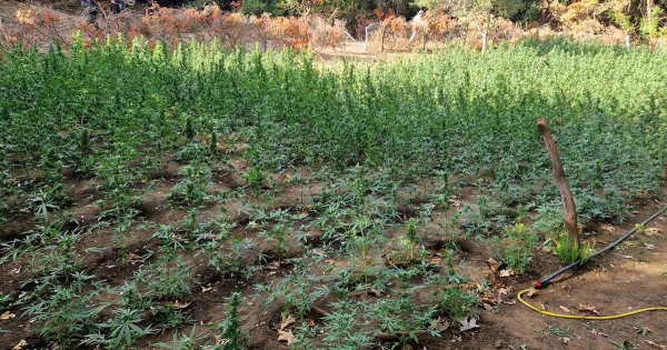 Εξαρθρώθηκε εγκληματική οργάνωση τα μέλη της οποίας δραστηριοποιούνταν στην καλλιέργεια δενδρυλλίων κάνναβης