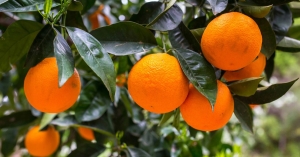 Στα 50 λεπτά είναι η τιμή στα Βαλέντσια, προβλέψεις για τη νέα σοδειά πορτοκαλιών