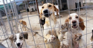 Εγκύκλιος για την απαγόρευση εγκατάλειψης νεογέννητων ζώων συντροφιάς