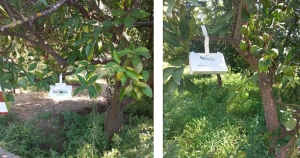 Εγκατάσταση δικτύου παγίδων για τον εντοπισμό της Bactrocera zonata στη Σπάρτη