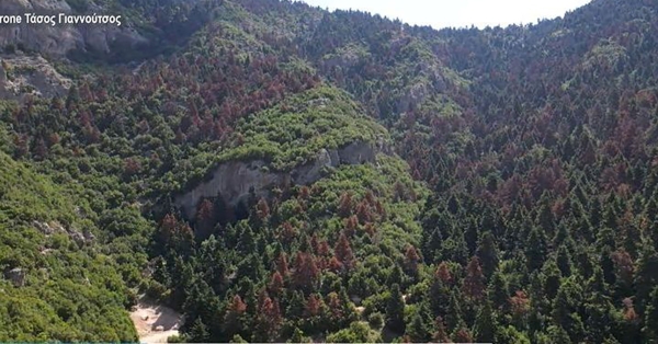 Πελοπόννησος: Γιατί ξεραίνονται τα έλατα - Σοκάρει η εικόνα του δάσους στα Αροάνια Όρη