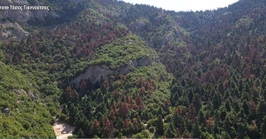 Πελοπόννησος: Γιατί ξεραίνονται τα έλατα - Σοκάρει η εικόνα του δάσους στα Αροάνια Όρη