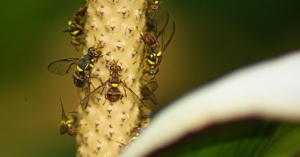 Επιβεβαιώθηκε η παρουσία εντόμου καραντίνας σε περιοχή της Λακωνίας, ποια τα συμπτώματα στους καρπούς