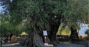 Τελετή αποκαλυπτηρίων της σήμανσης ένταξης της Ελιάς Απιδέας στο Δίκτυο Αιώνιων Δέντρων Ελληνικής Επανάστασης