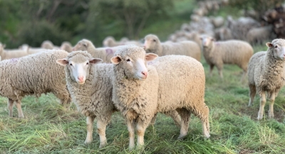 Ενημέρωση για την ευλογιά των αιγοπροβάτων