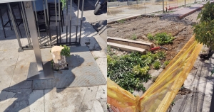 Στράτης Κοκκορός: Αυτοψία για την αυθαίρετη κοπή μίας νεραντζιάς