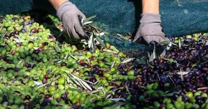 Ελαιόλαδο: Προοπτική για 300.000 τόνους, με τις τιμές να πιέζουν τους παραγωγούς