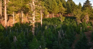 Φυτεία 2.002 δενδρυλλίων κάνναβης εντοπίσθηκε στην Κορινθία (φωτογραφίες)