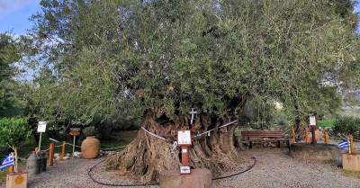 Η Γηραιότερη Ελιά της Πελοποννήσου εορτάζει την Παγκόσμια Ημέρα Ελιάς