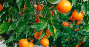 Τιμές στα Βαλέντσια και Λάνε, μείωση 50% στα Οικολογικά είδαν οι παραγωγοί εσπεριδοειδών