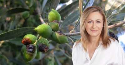 Ελ. Κιούση | Δακοκτονία–Φιάσκο: Η Πελοπόννησος Πληρώνει την Αδράνεια Κυβέρνησης και Περιφέρειας