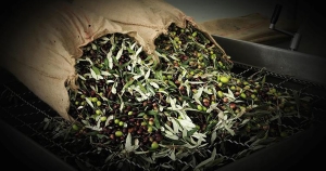 Δεν υπάρχει μέλλον στο ελληνικό ελαιόλαδο, πολλοί δεν πρόκειται να κάνουν συγκομιδή