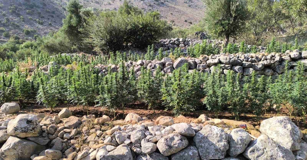 Φυτεία 2.257 δενδρυλλίων κάνναβης εντοπίσθηκε στη Μάνη