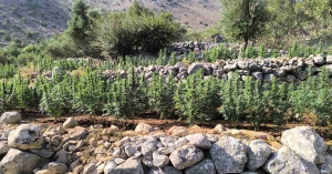 Φυτεία 2.257 δενδρυλλίων κάνναβης εντοπίσθηκε στη Μάνη