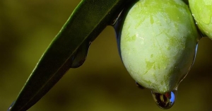 Ο Τσιάρας υπόσχεται μέτρα στήριξης για την ελιά και το ελαιόλαδο