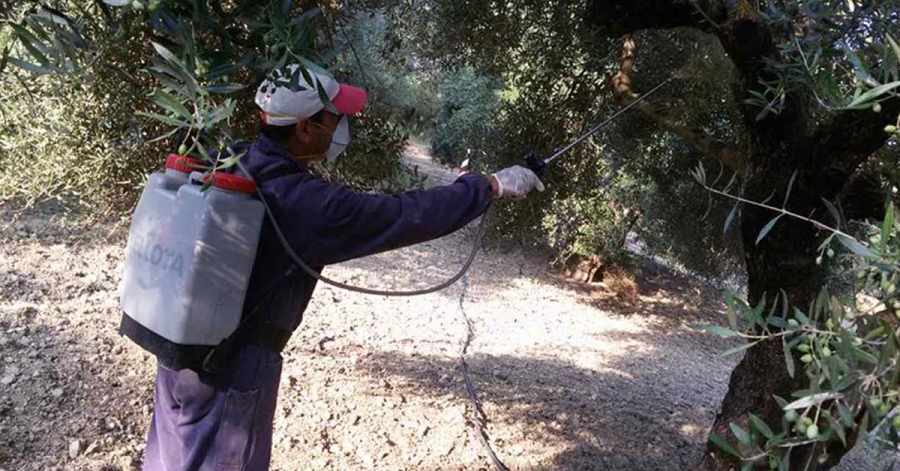 Ξεκινά ο δεύτερος δολωματικός ψεκασμός για τον δάκο σε Δαφνί και Κροκεές