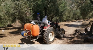 Λακωνία: Κηρύχθηκε έκπτωτος ανάδοχος για την δακοκτονία