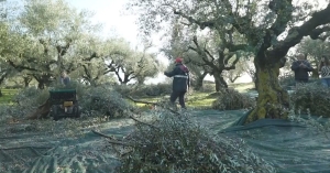Ενθαρρυντικά τα πρώτα στοιχεία για την φετινή ελαιοπαραγωγή (video)