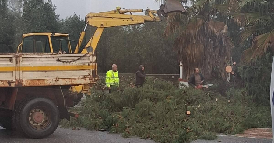 ΚΔΑΠ ΑμεΑ Διάπλασις: Άμεση Παρέμβαση του Δήμου Σπάρτης για Απομάκρυνση Δέντρου μετά τα Ακραία Καιρικά Φαινόμενα