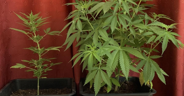 Συνελήφθη 58χρονος για ναρκωτικά σε περιοχή της Ανατολικής Μάνης