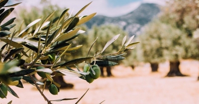 Σεμινάριο για το κλάδεμα ελαιόδεντρων από την Περιφέρεια Πελοποννήσου στο πλαίσιο του OliveOilMedNet