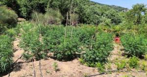 Φυτεία 1.828 δενδρυλλίων κάνναβης εντοπίσθηκε στo Γεωργίτσι Λακωνίας