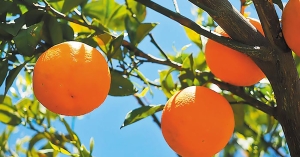 Ξεκίνησαν οι κοπές στις Ναβαλίνες, έχουμε καλές ποιότητες φέτος στα πορτοκάλια, που κυμαίνονται οι τιμές