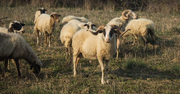 Δήμος Σπάρτης: Σε επαγρύπνηση οι κτηνοτρόφοι για την πανώλη των μηρυκαστικών – Δεν μεταδίδεται στον άνθρωπο