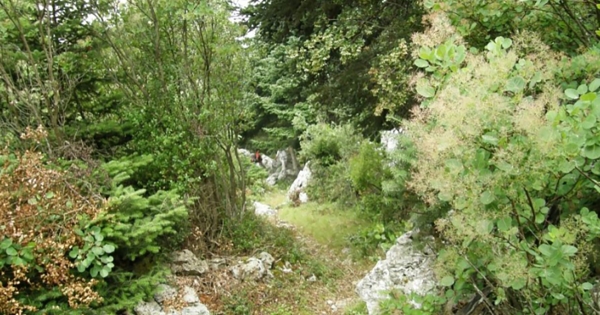 Χιονοβούνι Μονεμβάσιας | Ένα βουνό με μεγάλα ελατοδάση που προσφέρεται για πολύ όμορφες πεζοπορίες