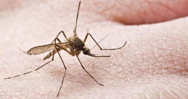 «Αποκάλυψη τώρα» για τα κουνούπια – Τα ηθικά ζητήματα της εξαφάνισης του πιο μισητού ζώου του πλανήτη