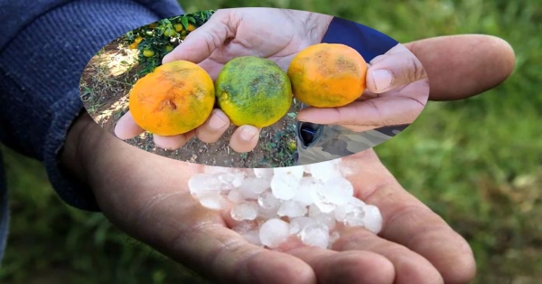 ΠΡΟΣΟΧΗ | Η αναγγελία ζημιάς από ΧΑΛΑΖΙ λήγει την Παρασκευή 19-07-2024 |Περιοχή Δήμου Ευρώτα