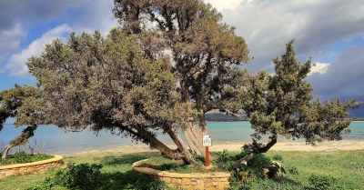 Ελαφόνησος: Ο μνημειακός Κέδρος εντάχθηκε στο «Δίκτυο Αιωνόβιων Δέντρων Ελληνικής Επανάστασης»