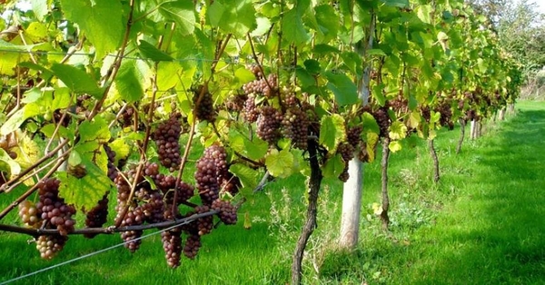 Π.Ε. Λακωνίας: Παράταση υποβολής αιτήσεων στο Πρόγραμμα Αναδιάρθρωσης αμπελώνων