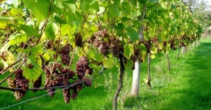 Π.Ε. Λακωνίας: Παράταση υποβολής αιτήσεων στο Πρόγραμμα Αναδιάρθρωσης αμπελώνων