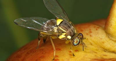 ΔΑΟΚ Λακωνίας: Ενημέρωση για την κατάσταση του επιβλαβούς οργανισμού καραντίνας Bactrocera zonata