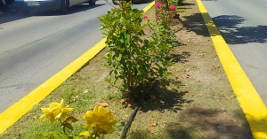 Γράφει ο Β. Μητράκος: Το καλό να λέγεται… Τριανταφυλλιές στην Όθωνος – Αμαλίας