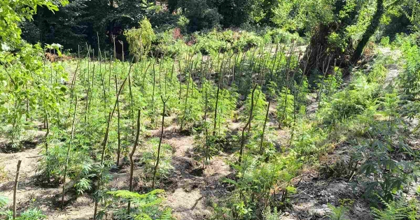 Ταυτοποιήθηκαν 2 άτομα, για την καλλιέργεια της φυτείας κάνναβης με 1.828 δενδρύλλια, που είχε εντοπισθεί στο Γεωργίτσι Λακωνίας