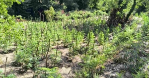 Ταυτοποιήθηκαν 2 άτομα, για την καλλιέργεια της φυτείας κάνναβης με 1.828 δενδρύλλια, που είχε εντοπισθεί στο Γεωργίτσι Λακωνίας