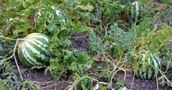 Ηλεία: Αγριογούρουνα έφαγαν εν μία νυκτί δύο τόνους καρπούζια